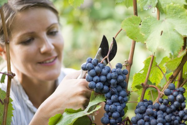 depositphotos_32032579-stock-photo-woman-picking-grapes